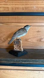 Opgezette vogel, Verzamelen, Dierenverzamelingen, Ophalen of Verzenden, Zo goed als nieuw, Vogel, Opgezet dier