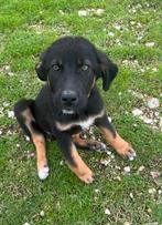 Tommy, griekse pup, 4 maanden oud, Dieren en Toebehoren, Honden | Niet-rashonden, Particulier, Rabiës (hondsdolheid), 15 weken tot 1 jaar