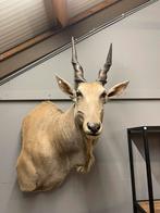 Taxidermie - opgezette Eland antilope, Gebruikt, Ophalen of Verzenden