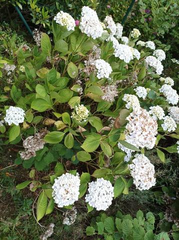 Hortensia Hydrangea planten tuin terras beschikbaar voor biedingen