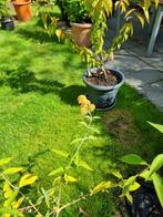 Vlinderstruik: Buddleja weyeriana 'Sungold, Ophalen, Overige soorten, Zomer