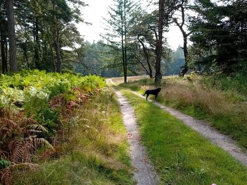 Vakantiehuis te huur - Landgoed Wekeromse Heide, Vakantie, Vakantiehuizen | Nederland, Gelderland en Veluwe, Chalet, Bungalow of Caravan