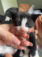 Kittens geboren 9 Mei(katers), Dieren en Toebehoren, Katten en Kittens | Overige Katten, Meerdere dieren, Kortharig, 0 tot 2 jaar