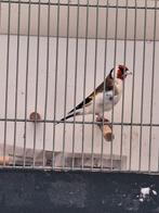 Majoor putters, Dieren en Toebehoren, Vogels | Overige Vogels, Mannelijk, Wildzangvogel