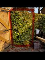 Beuken haag 7 stuks hoogte ongeveer 2 mtr, Tuin en Terras, Planten | Struiken en Hagen, Ophalen, Beukenhaag, 100 tot 250 cm