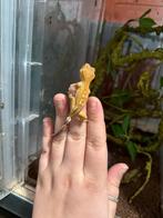 Wimpergekko baby, Dieren en Toebehoren, Reptielen en Amfibieën, Hagedis, 0 tot 2 jaar