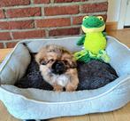 Pekingees puppies, reutjes, Meerdere, Meerdere dieren, Pekingees of Dwergspaniel, Nederland