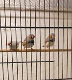 Zebravinken te koop, Meerdere dieren