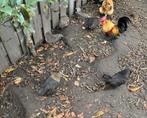 2 krielkippen en 1 haantje, Dieren en Toebehoren, Pluimvee, Meerdere dieren, Kip