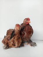 Cochin kriel haantjes, Dieren en Toebehoren, Pluimvee, Mannelijk, Kip