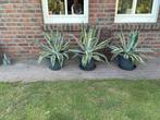 Agave Tuinplanten in Pot, Vetplant, Ophalen of Verzenden, In pot, Minder dan 100 cm