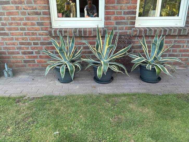 Agave Tuinplanten in Pot, Huis en Inrichting, Kamerplanten, Vetplant, Minder dan 100 cm, Groene kamerplant, Volle zon, In pot