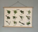 Schoolplaat 'Kruiden', met stokken en koord, vintage, Antiek en Kunst, Curiosa en Brocante, Ophalen