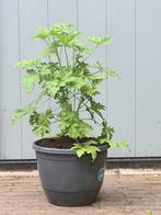 Mooie volle grote citroengeranium, Tuin en Terras, Planten | Tuinplanten, Ophalen, Zomer, Overige soorten, Halfschaduw