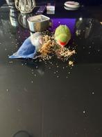 2 tamme agapornis pop met kooi, Vrouwelijk, Dwergpapegaai of Agapornis, Tam