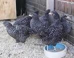 Noord Hollandse Blauwe kippen,., Dieren en Toebehoren, Pluimvee, Vrouwelijk, Kip