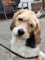 MONA, ZACHTAARDIG, FLUFFY TEEFJE, BEAGLE/POEDEL LEES VERHAAL, Dieren en Toebehoren, Honden | Niet-rashonden, 6 jaar of ouder, CDV (hondenziekte)