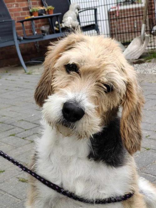 MONA, ZACHTAARDIG, FLUFFY TEEFJE, BEAGLE/POEDEL LEES VERHAAL, Dieren en Toebehoren, Honden | Niet-rashonden, Middel, Teef, Particulier