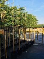 Leibomen groenblijvend Lusitanica Angustifolia rek 120-120, Leiboom, Halfschaduw, 100 tot 250 cm, Zomer