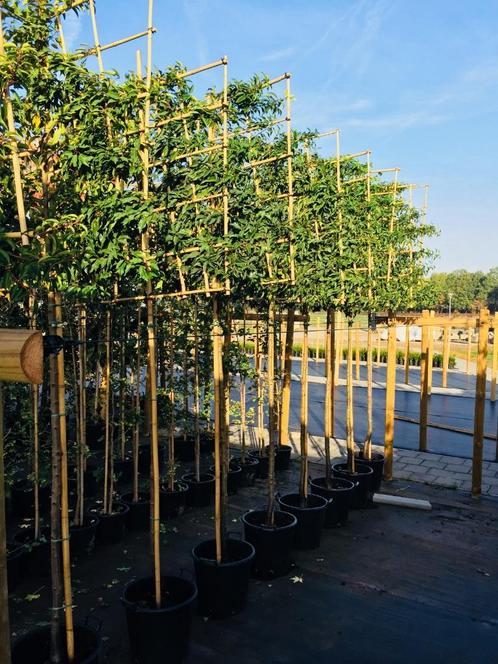 Leibomen groenblijvend Lusitanica Angustifolia rek 120-120, Tuin en Terras, Planten | Bomen, Leiboom, 100 tot 250 cm, Halfschaduw