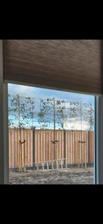 Leibomen liquidambar, Ophalen of Verzenden, Halfschaduw, Overige soorten