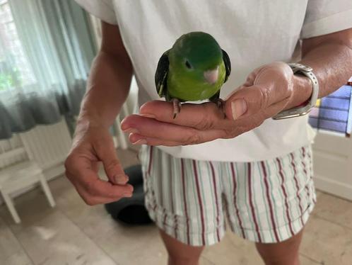 Jonge tamme Catharina parkieten (van week 22 2025), Dieren en Toebehoren, Vogels | Parkieten en Papegaaien, Parkiet, Meerdere dieren