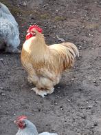 Cochin Kriel haantje, Dieren en Toebehoren, Pluimvee, Mannelijk, Kip