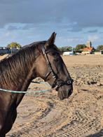Bitloos hoofdstel, Ophalen of Verzenden