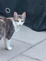 Kitten en poes voor de 2e keer geplaatst door niet opdagen, Dieren en Toebehoren, Katten en Kittens | Raskatten | Korthaar, Poes