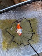 Moet weg!! alles in 1 koop 6 koi karpers en 2 shubunkin, Dieren en Toebehoren, Vissen | Vijvervissen, Karper of Koi