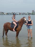 Stoere C-Welsh pony met karakter!, Dieren en Toebehoren, Paarden, Springpaard, Minder dan 160 cm, B, Gechipt