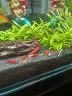 Bloody Mary garnalen, Dieren en Toebehoren, Vissen | Aquariumvissen, Kreeft, Krab of Garnaal