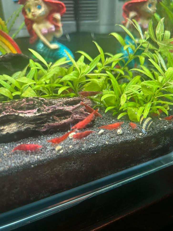 Bloody Mary garnalen, Dieren en Toebehoren, Vissen | Aquariumvissen, Kreeft, Krab of Garnaal