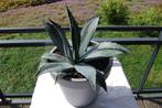 Mooie Agave., Tuin en Terras, Planten | Tuinplanten, Volle zon, Vaste plant, Bloeit niet, Ophalen