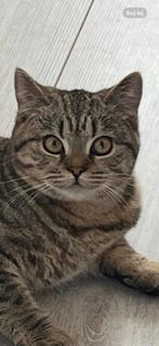 Raszuivere britsekorthaar, Dieren en Toebehoren, Katten en Kittens | Raskatten | Korthaar, Meerdere dieren, Ontwormd, 0 tot 2 jaar