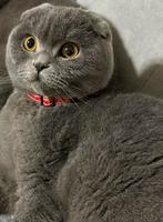 Brits korthaar kater, Dieren en Toebehoren, Katten en Kittens | Raskatten | Korthaar, 0 tot 2 jaar