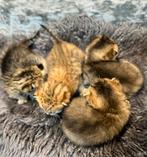 4 zuiver Britse korthaar golden te koop, Meerdere dieren, Gechipt