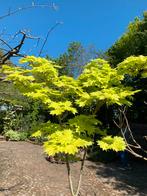 Acer shirasawanum 'Aureum', Tuin en Terras, Planten | Bomen, Ophalen, Bloeit niet, Halfschaduw, Overige soorten