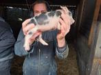 Bonte bentheimer varken raszuivere zonder stamboom, Meerdere dieren