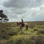 Verzorgpaard gezocht, Ophalen, Zo goed als nieuw