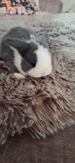 Super mooi nestje Minilop konijntjes, Dieren en Toebehoren, Konijnen, Meerdere dieren, Dwerg, Hangoor, 0 tot 2 jaar