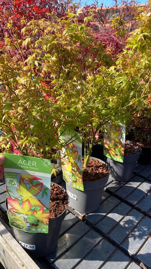 Japanse esdoorn ‘little princess’, Tuin en Terras, Planten | Struiken en Hagen, Ophalen