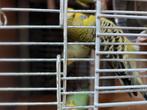 JONGE ENGELESE PARKIETEN, Dieren en Toebehoren, Vogels | Kanaries, Meerdere dieren