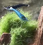 Blauwe garnalen Blue Dream-Sapphire-Star-Blue Velvet, Kreeft, Krab of Garnaal, Zoetwatervis