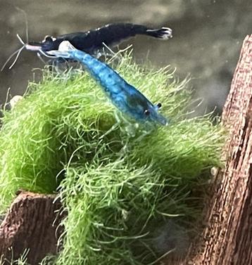 Blauwe garnalen Blue Dream-Sapphire-Star-Blue Velvet beschikbaar voor biedingen