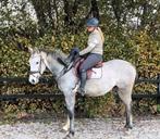 5jarige alleskunner ruin, Dieren en Toebehoren, Pony's, E pony (1.48m - 1.57m), B, Ruin, 3 tot 6 jaar