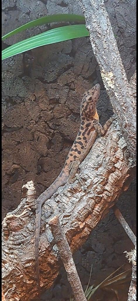 Koppels anolissen, Hagedis, 0 tot 2 jaar