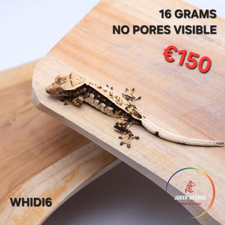 Wimpergekko Correlophus ciliatus JOKERGECKOS