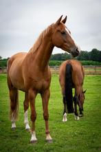 Knappe, lieve grote ruin zoekt nieuw huisje!, Dieren en Toebehoren, Ruin, Dressuurpaard, 3 tot 6 jaar