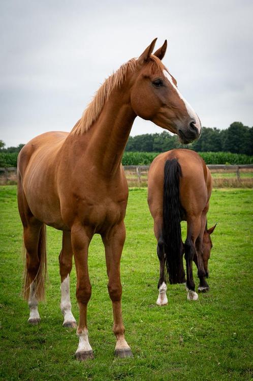 Knappe, lieve grote ruin zoekt nieuw huisje!, Dieren en Toebehoren, Paarden, Ruin, 3 tot 6 jaar, Dressuurpaard